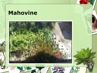 Mahovine
 