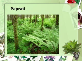 Paprati
 