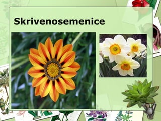 Skrivenosemenice
 