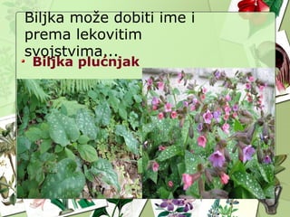 Biljka može dobiti ime i
prema lekovitim
svojstvima...
Biljka plućnjak
 