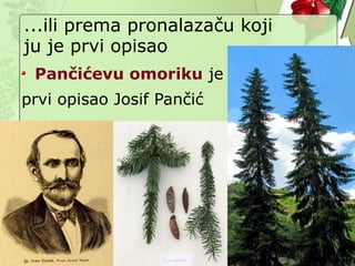 ...ili prema pronalazaču koji
ju je prvi opisao
Pančićevu omoriku je
prvi opisao Josif Pančić
 