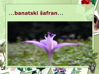 ...banatski šafran...
 