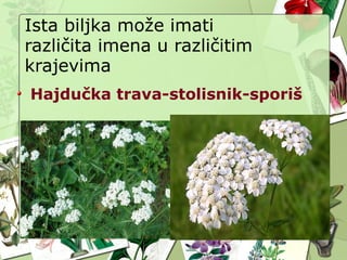 Ista biljka može imati
različita imena u različitim
krajevima
Hajdučka trava-stolisnik-sporiš
 