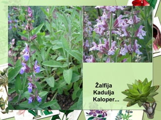 Žalfija
Kadulja
Kaloper...
 