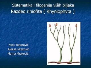 Sistematika i filogenija viših biljaka
  Razdeo riniofita ( Rhyniophyta )




Nina Todorović
Aleksa Mraković
Marija Mraković
 