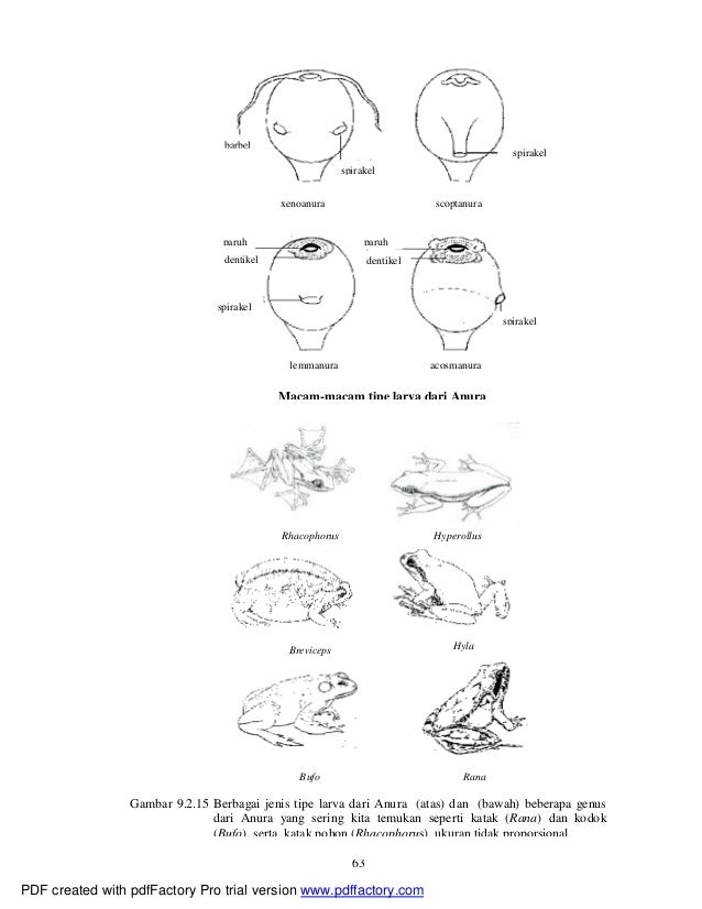 Sistematika vertebrata