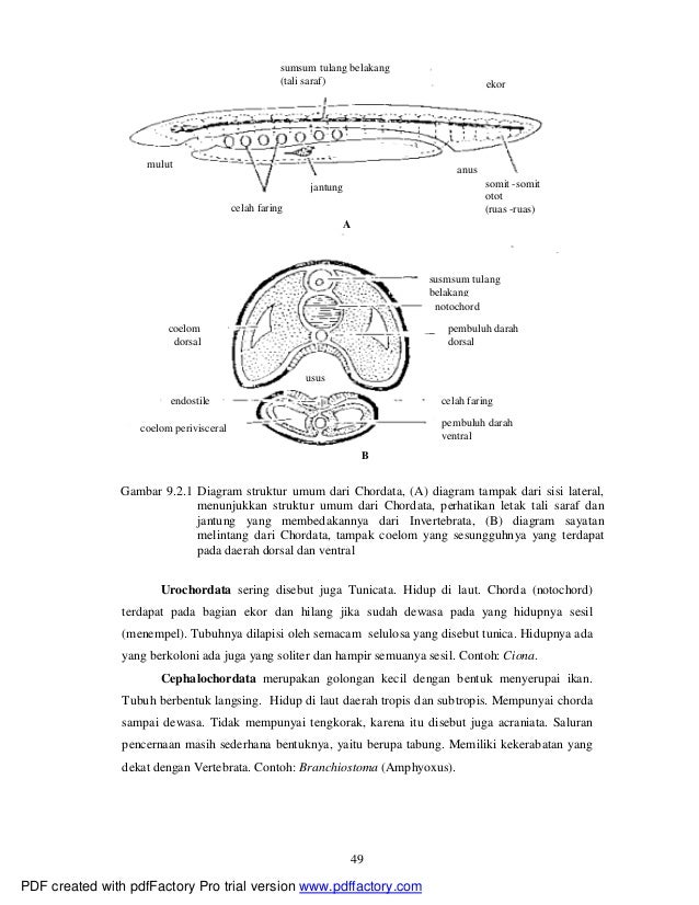 Sistematika vertebrata Sistematika vertebrata