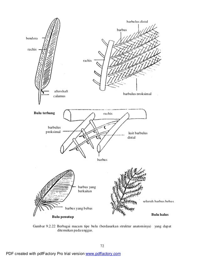 Sistematika vertebrata
