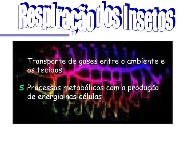 Sistema traqueal respiração | PPT
