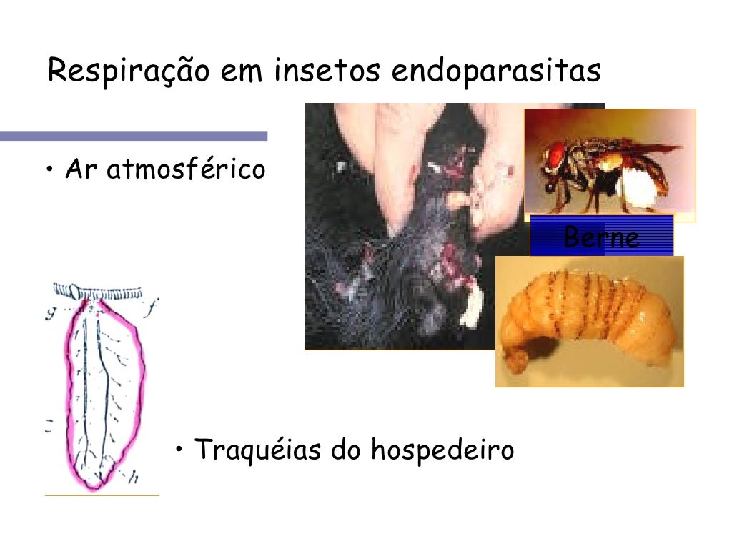 Sistema traqueal respiração