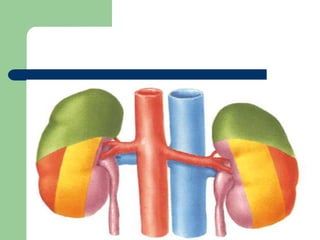 RIÑONESCaras: Anterior y posteriorPolos: Superior e inferiorBordes: Externo e interno (hilio renal)