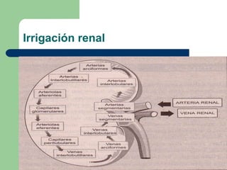 Envolturas del riñónCápsula renalFascia adiposa perirenalFascia renal
