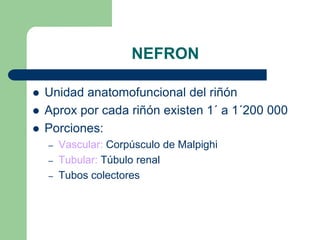 Morfología InternaEstroma      : Cápsula RenalParénquima: Corteza (laberinto de Ludwing, columnas de Bertin , rayos medulares)Médula (Pirámides de Malpighi, papila renal)