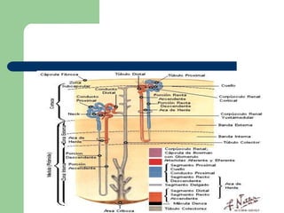 Inervación renalInervación simpática .Función es producir una constricción del músculo liso vascular .Son nervios vasomotores  : controlan el flujo renal , al regular el diámetro arteriolar.
