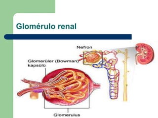NEFRONUnidad anatomofuncional del riñónAprox por cada riñón existen 1´ a 1´200 000Porciones: Vascular: Corpúsculo de MalpighiTubular: Túbulo renal Tubos colectores