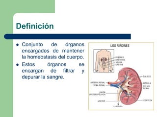 DefiniciónConjunto de órganos encargados de mantener la homeostasis del cuerpo.Estos órganos se encargan de filtrar y depurar la sangre.