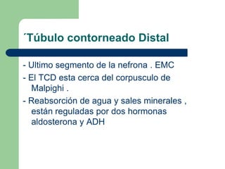 Glomérulo renal-Formado por un ovillo de capilares .-Llega una arteriola aferente y sale unaarteriola eferente.-Primer componente funcional de la filtración