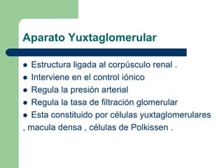 Túbulo contorneado proximal- Se inicia en la cápsula de Bowman.Epitelio monoestratificado cúbico con microvellosidades .- Se reabsorbe a este nivel : 65% agua ,  100 % glucosa y aa , Na , K , Cl
