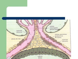 ´Túbulo contorneado Distal- Ultimo segmento de la nefrona . EMC- El TCD esta cerca del corpusculo de     Malpighi .- Reabsorción de agua y sales minerales , están reguladas por dos hormonas aldosterona y ADH