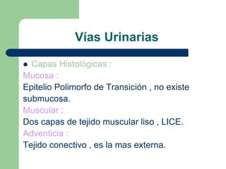 Túbulos ColectoresNo forman parte del nefrón .- Son de dos tipos :       . T. Colector de Primer Orden : 	desembocan los TCD       .T.Colectores de Segundo Orden :	     Bellini .Desembocan en la papila renal