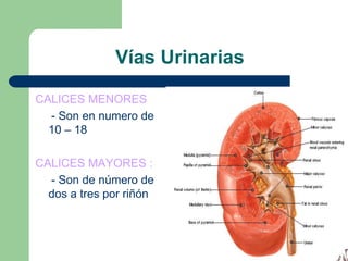 Aparato YuxtaglomerularEstructura ligada al corpúsculo renal .Interviene en el control iónicoRegula la presión arterialRegula la tasa de filtración glomerularEsta constituido por células yuxtaglomerulares, macula densa , células de Polkissen .