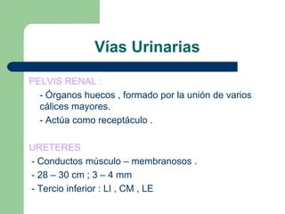 Complejo Renina-Angiotensina