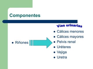 ComponentesVías urinariasCálices menores