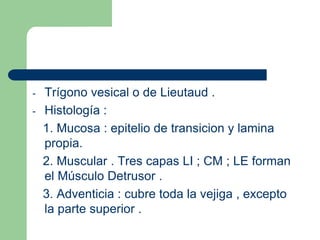 Vías UrinariasCapas Histológicas :Mucosa :Epitelio Polimorfo de Transición , no existesubmucosa.Muscular :Dos capas de tejido muscular liso , LICE.Adventicia :Tejido conectivo , es la mas externa.