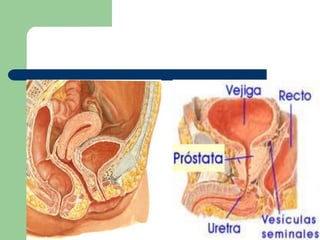 Vías UrinariasCALICES MENORES     - Son en numero de 10 – 18CALICES MAYORES :     - Son de número de dos a tres por riñón