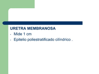 	VEJIGAÓrgano músculo membranoso .