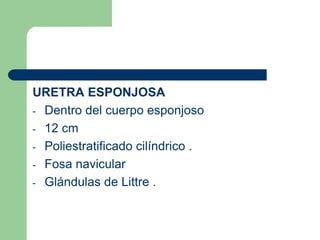Localizacion : hipogastrio , detrás de la sínfisis pubica  , delante del recto (H) ; y entre la sinfisis pubica y el útero y la vagina(M).