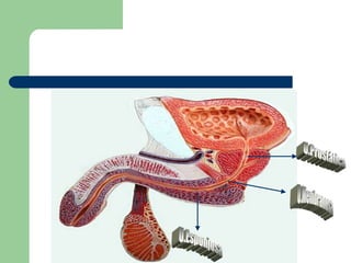 Histología :   1. Mucosa : epitelio de transicion y lamina propia.   2. Muscular . Tres capas LI ; CM ; LE forman el Músculo Detrusor .   3. Adventicia : cubre toda la vejiga , excepto la parte superior .
