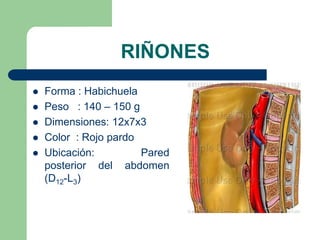 Cálices mayores