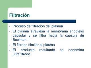 URETRALleva la orina hacia el exterior .