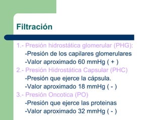Difiere con relación al sexo .URETRA PROSTATICA Espesor de la próstata.