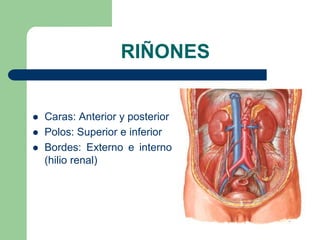Pelvis renal