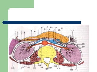 RIÑONESForma : HabichuelaPeso   : 140 – 150 gDimensiones: 12x7x3Color  : Rojo pardoUbicación: Pared posterior del abdomen (D12-L3)