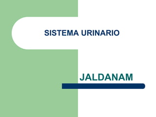 SISTEMA URINARIO JALDANAM 