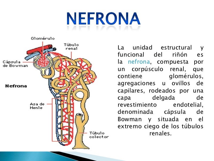 Sistema urinario Vanessa Castilla