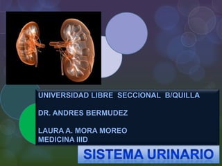 UNIVERSIDAD LIBRE  SECCIONAL  B/QUILLA  DR. ANDRES BERMUDEZ LAURA A. MORA MOREO  MEDICINA IIID SISTEMA URINARIO 