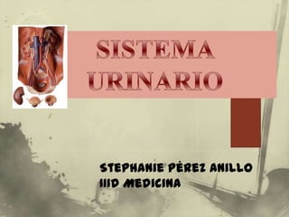 SISTEMA URINARIO Stephanie Pérez Anillo IIID Medicina 