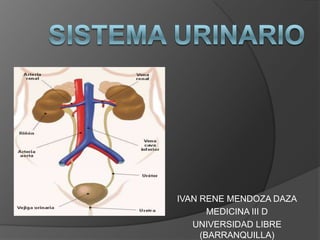 SISTEMA URINARIO  IVAN RENE MENDOZA DAZA MEDICINA III D UNIVERSIDAD LIBRE (BARRANQUILLA) 