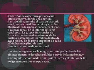 Sistema urinario | PPTX