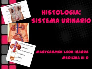 HISTOLOGIA:SISTEMA URINARIO  MARYCARMEN LEON IBARRA MEDICINA III D 