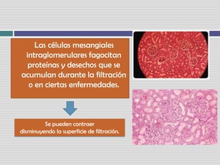     Las células mesangialesintraglomerulares fagocitan proteínas y desechos que seacumulan durante la filtración o en ciertas enfermedades. Se pueden contraerdisminuyendo la superficie de filtración. 