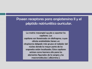     Poseen receptores para angiotensina II y elpéptido natriurético auricular. La matriz mesangial ayuda a soportar los capilares. Loscapilares son fenestrados sin diafragma, cuyas células endoteliales tienen uncitoplasma delgado más grueso al rededor del núcleo donde la mayor parte de losorganelos están localizados. Estos capilares actúan como barrera sólo para loselementos figurados de la sangre y las macromoléculas ( albúmina ). 
