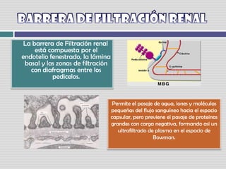 Barrera de filtración renal     La barrera de Filtración renal está compuesta por el endotelio fenestrado, la láminabasal y las zonas de filtración con diafragmas entre los pedicelos. Permite el pasaje de agua, iones y moléculas pequeñas del flujo sanguíneo hacia el espacio capsular, pero previene el pasaje de proteínas grandes con carga negativa, formando así unultrafiltrado de plasma en el espacio de Bowman.