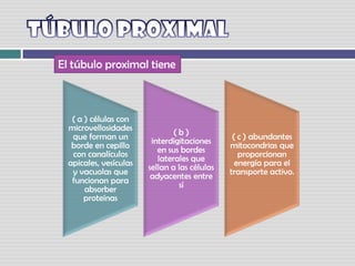TÚBULO PROXIMAL El túbulo proximal tiene