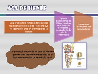 ASA DE HENLE        La porción de la nefrona denominada tradicionalmente asa de Henle incluye los segmentos que en la actualidad se llamanLa principal función de las asas de Henle es generar una presión osmótica alta en el líquido extracelular de la médula renal.