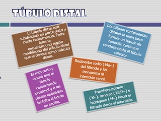 TÚBULO DISTAL Los túbulos contorneados distales se unen para formar un túbulo de conexión corto queconduce hasta el túbulo colector.        El túbulo distal está subdividido en parte recta y parte contorneada. Entre éstas seencuentra una región modificada del túbulo distal que se conoce como mácula densa.Reabsorbe sodio ( Na+ ) del filtrado y los transporta alintersticio renal.Es más corto y ancho que el túbulo contorneado proximal y a las células epiteliales les falta el borde en cepillo.Transfiere potasio( K+ ), amonio ( NH3+ ) e hidrógeno ( H+ ) hacia el filtrado desde el intersticio. 